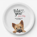 Search for norwich terrier Pet