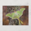 Search for luna moth postcards Green