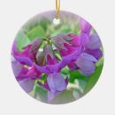 Search for lathyrus Flower