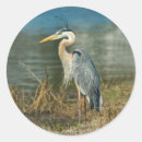 Search for great heron stickers Blue