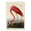 Search for american flamingo posters Illustration