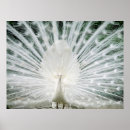 Search for white peacock posters Bird