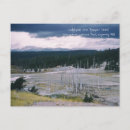 Search for pines postcards Yellowstone national park