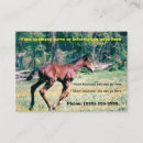 Search for foal Galloping