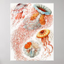 Search for vintage animal illustration posters Ernst haeckel