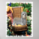 Search for dandies posters Dandie dinmont terrier