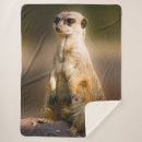 Search for meerkat blankets Mongoose