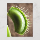 Search for trap postcards Plants