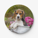 Search for beagle plates Dog