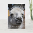 Search for funny animal photos cards Llama