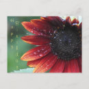 Search for happy birthday sunflower postcards Garden