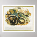 Search for constrictor posters Reptiles
