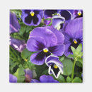 Search for pansy magnets Yellow