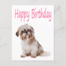 Search for shih tzu birthday cards Shitzu