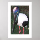 Search for australia photography Nature