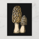 Search for morel Edible