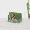 Search for monarch butterfly thank you cards Wildlife