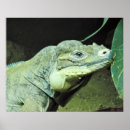 Search for iguanas posters Wildlife