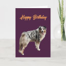 Search for shepard Australian shepard