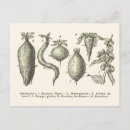 Search for beets postcards Beetroot