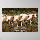 Search for african animals posters Gazelle