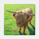 Search for bovine magnets Cattle
