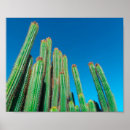 Search for cactus plant posters Nature