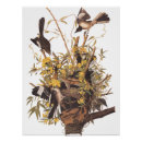 Search for audubon watercolors posters Nature