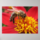 Search for api posters Honey