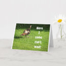 Search for funny turkey birthday cards Photography