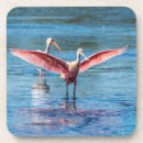 Search for sanibel coasters Spoonbill