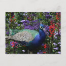 Search for indian peafowl postcards Bird