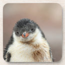 Search for antarctic barware Bird