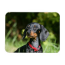 Search for short haired miniature dachshund magnets Zwergteckel