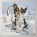 Search for towels posters Pet