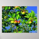 Search for apple trees posters Autumn