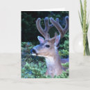 Search for black tailed cards Superstock