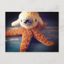 Search for cute baby animals postcards White