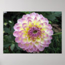 Search for bicolor art Flower