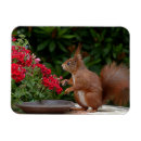 Search for red squirrel magnets Cute