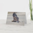Search for bird of prey cards Animal