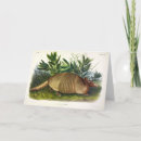 Search for armadillo cards Illustration
