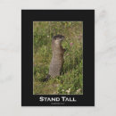Search for marmot postcards Rodent