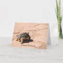 Search for tortoise cards Desert