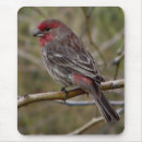 Search for finch mousepads Wildlife
