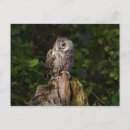 Search for owned postcards Animals
