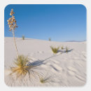 Search for yucca stickers Barchan