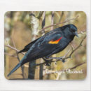Search for blackbird electronics Avian