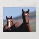 Search for desert animals postcards Horses
