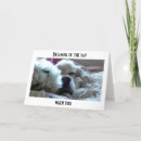 Search for dog joke birthday cards Friendship